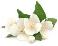 Jasmine Essential Oil, Color : Pale Yellow