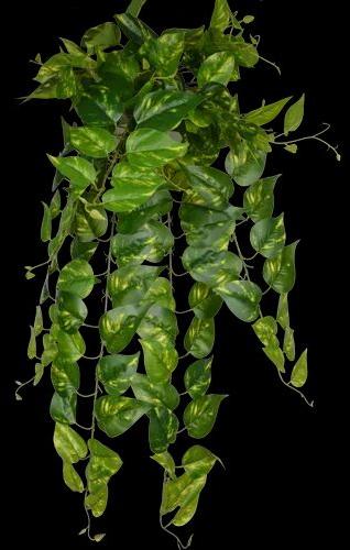 PVC Artificial Hanging Creeper Plant, Size : 26 Inch (H)