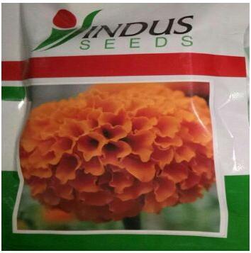 Marigold Seed