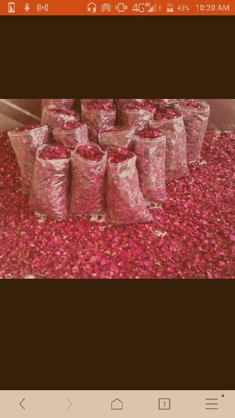 Dry pink rose petals
