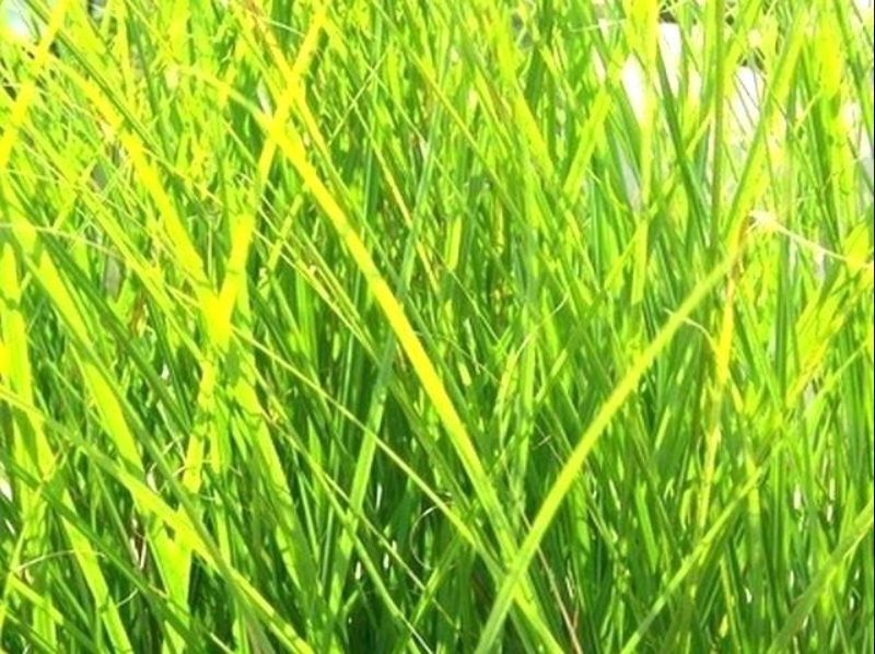 Lemongrass, Color : Pale Yellow