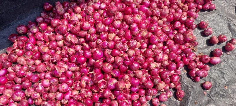Red onion, for Food, Quality Available : A Grade