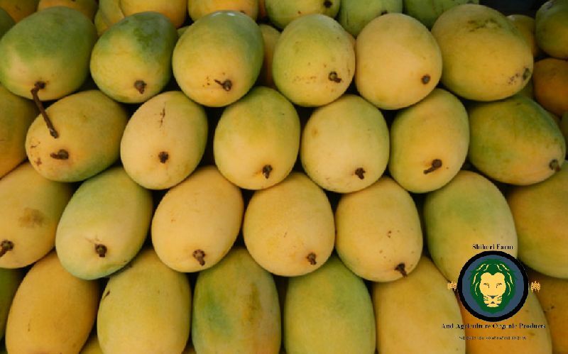 KAI cortahilos mango goma N5125