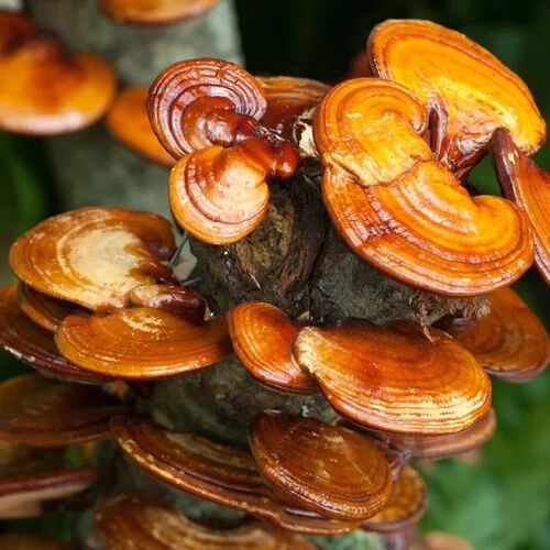 Organic Ganoderma Mushroom