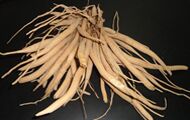 Asparagus adscendens Roots