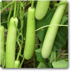 Bottle Gourd