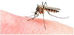Comprehensive Mosquito Management