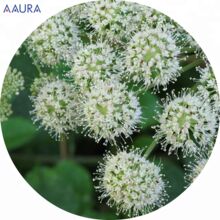 Angelica Root Essential Oil, Purity : 100 % Pure Nature