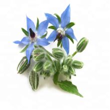 Borage Oil, for Cosmetics Raw Materials, Purity : 100 % Pure