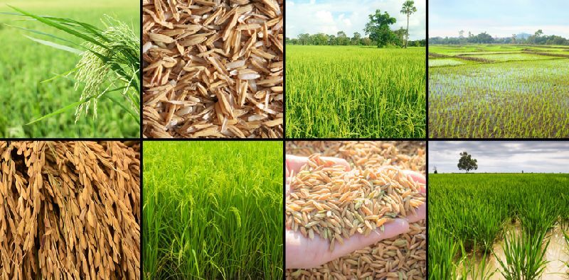 1121 white sella rice