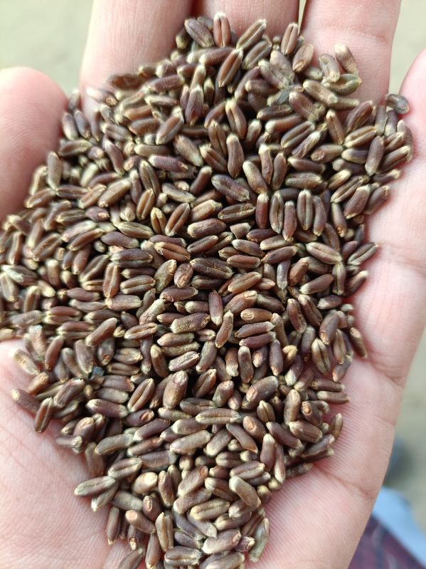 Black wheat seed, for Cooking, Shelf Life : 2yrs