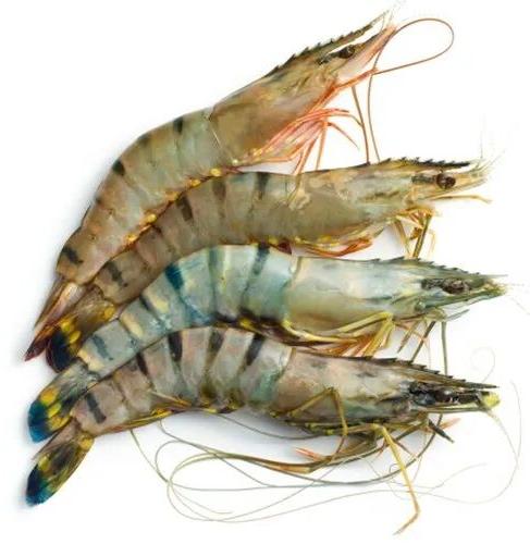 Tiger Prawns