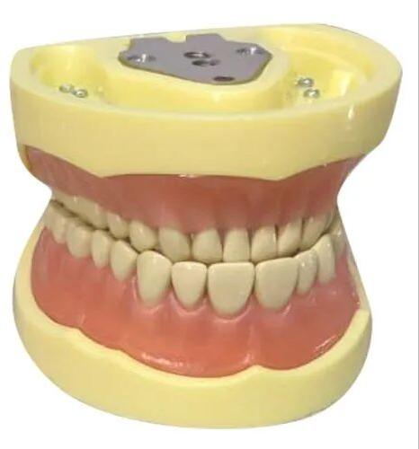 Artificial Teeth Set