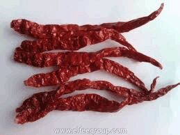 Wrinkled Bedgi Chillies