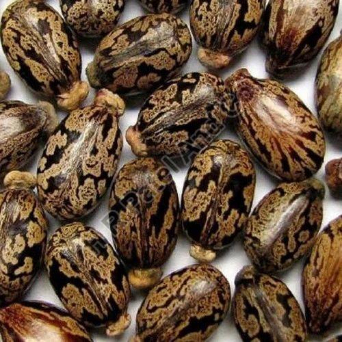 Castor Oil Seeds