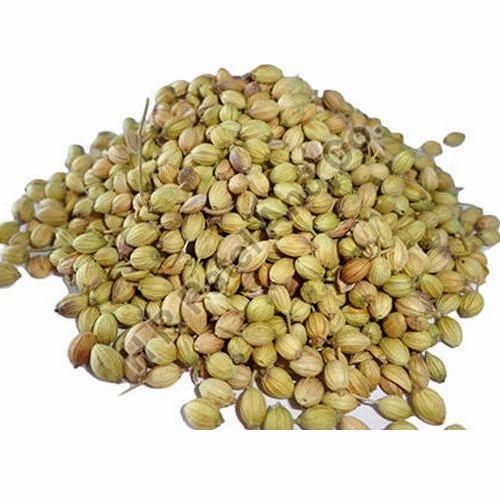 Green Coriander Seeds, for Cooking, Shelf Life : 6 Month