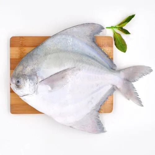Fresh Pomfret Fish, Packaging Type : Thermocol Box