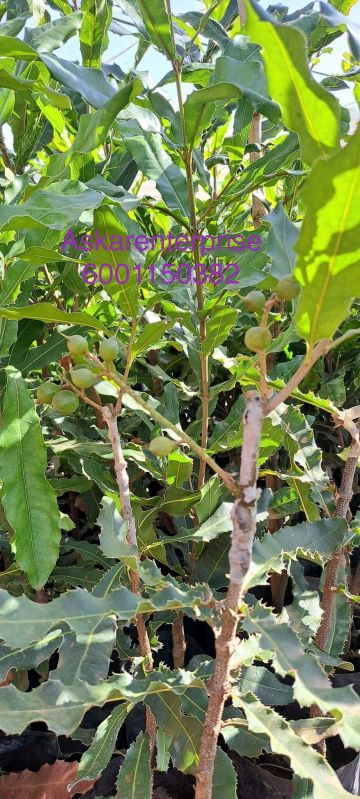 Macadamia Plants, Color : Green