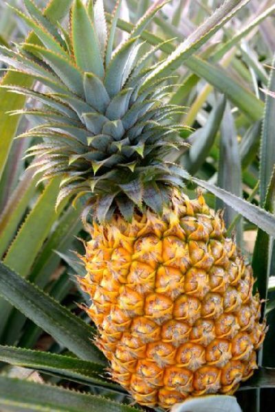 Fresh Pineapple, for Food, Form : Solid