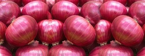 Onion, for Food, Onion Size Available : Medium