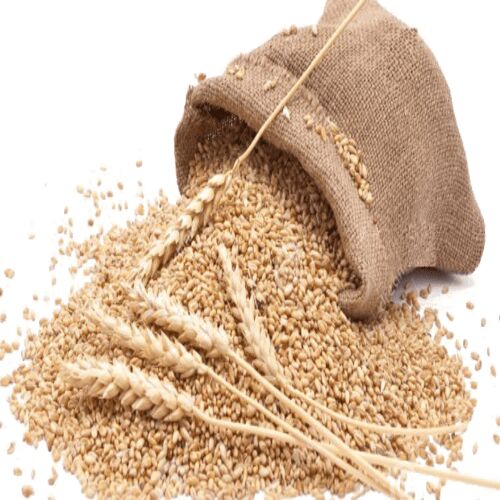Natural Indian Organic Wheat, For Cooking, Packaging Type : Plastic Bag