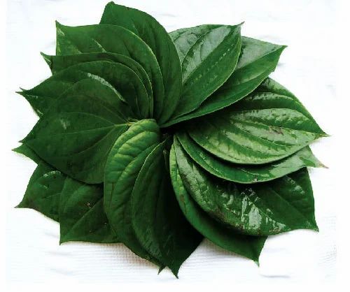 Natural Green Kolkota Betel Leaves, Shelf Life : 15 Days