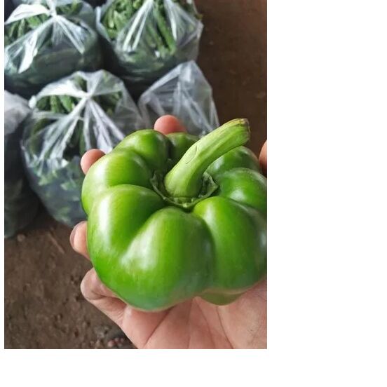 fresh green capsicum