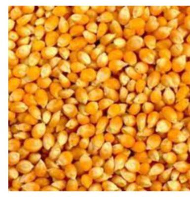 Yellow maize (corn)