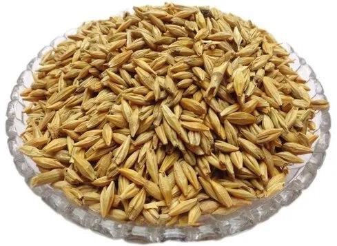 Nirogya Mantra Organic Barley Seeds, Packaging Type : Pp Bag