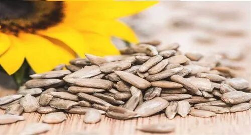 Organic Sunflower Seed, for Oil, Packaging Size : 25 kg