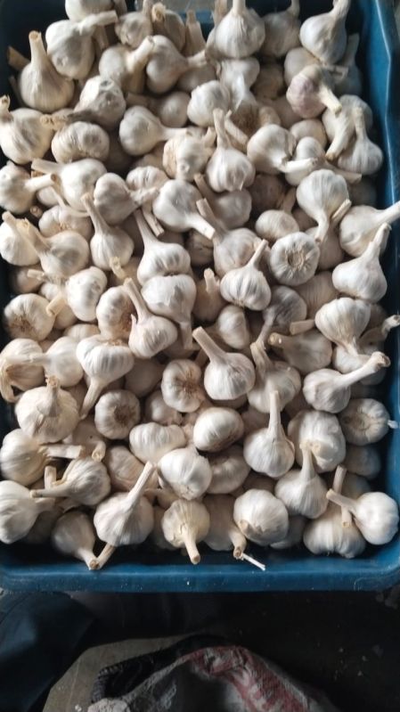 Fresh White Garlic