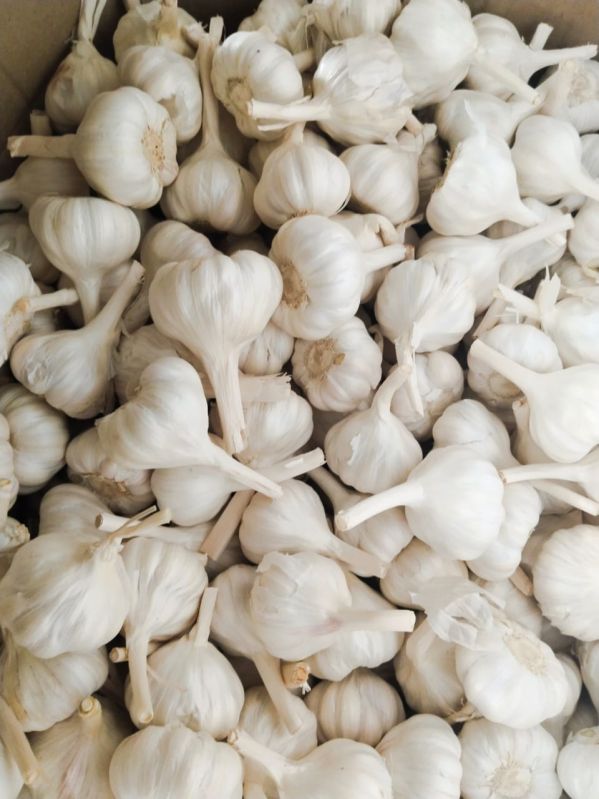 Fresh White Garlic