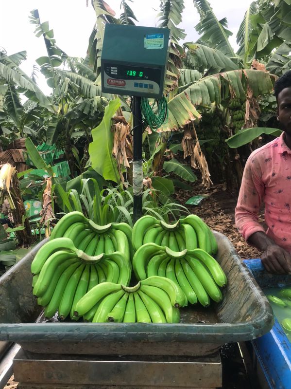 Green Organic banana, Packaging Size : 5 Kg