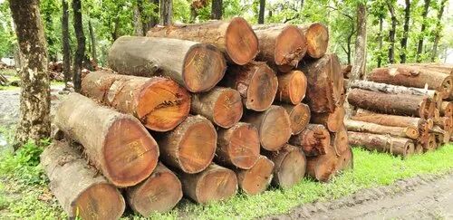 sal wood log