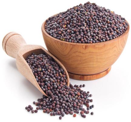 Mustard Seeds, For Spices, Shelf Life : 6 Month