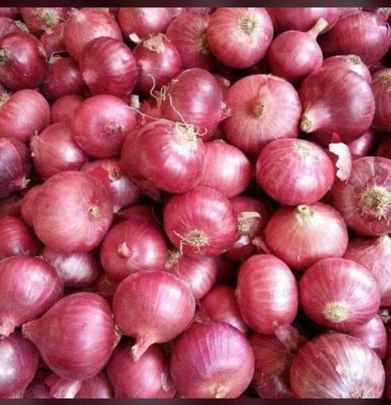 Dry Red Onion, for Food, Shelf Life : 7-15days