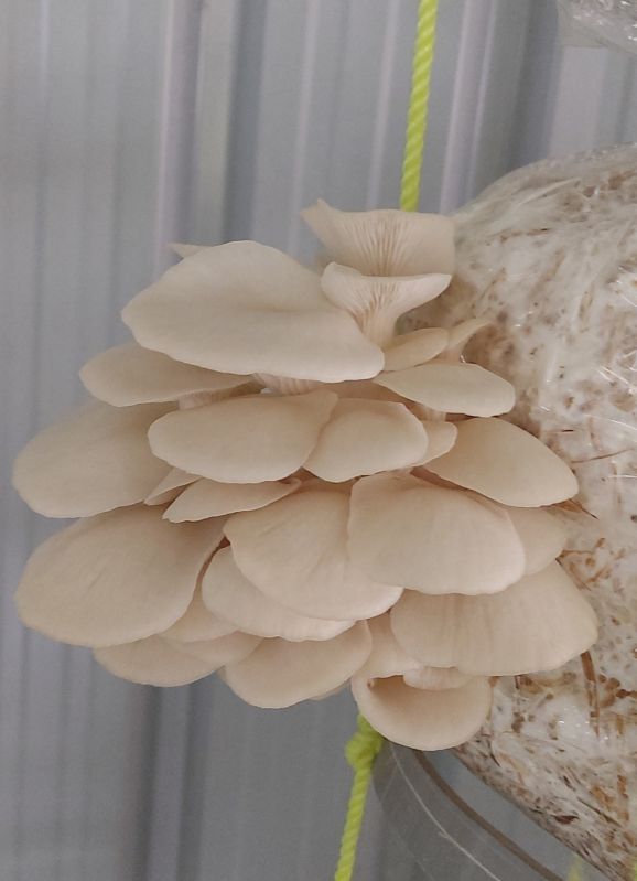 Creamy Whole Oyster Mushroom, for Cooking, Packaging Size : 5 Kg