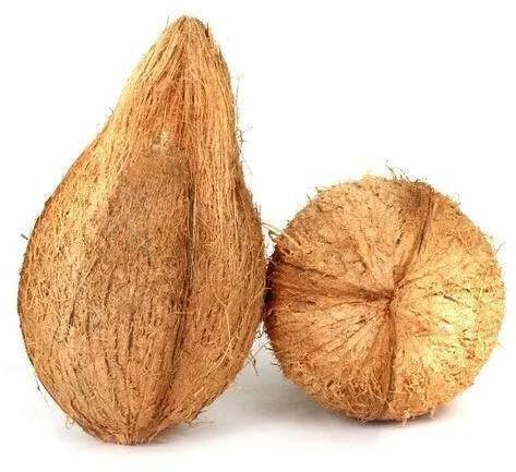 Hard Organic Fresh Semi Husked Coconut, for Pooja, Medicines, Cosmetics, Cooking, Packaging Type : Gunny Bags