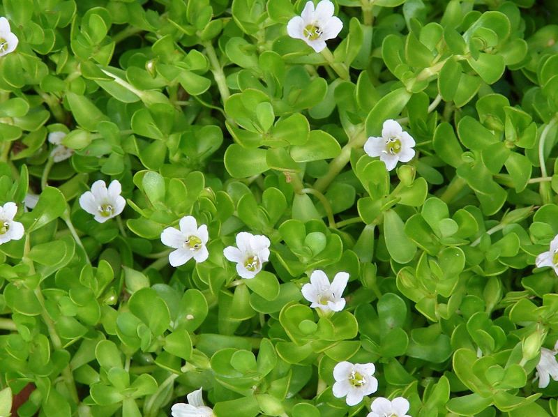 Brahmi Whole  (Bacopa monnieri)