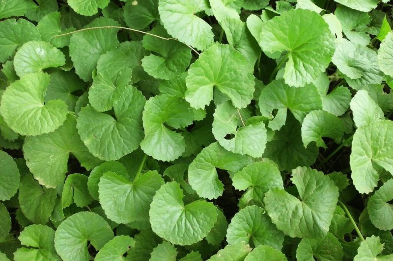 Green Fresh Brahmi Leaves, for Food, Packaging Type : Plastic Packet