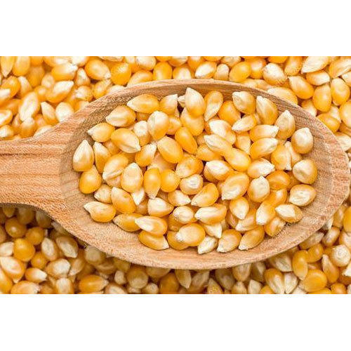 Dried Corn Seeds (Zea mays), for Cooking, Size : 25 kg