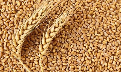 25 Natural Wheat seeds (Triticum), for Cooking, Certification : FSSAI