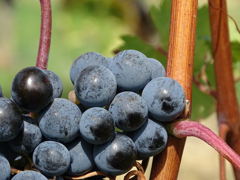 Black Grapes, Packaging Type : Plastic Bag