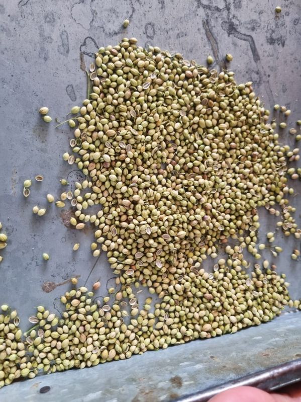 Raw Natural coriander seeds, Form : Solid