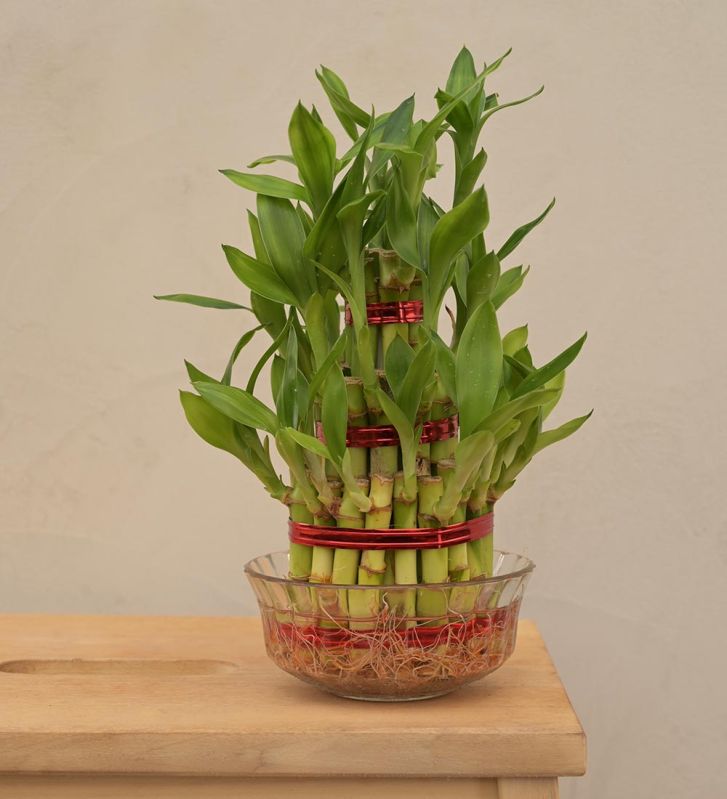 Green Lucky Bamboo Plant - 3 Layer, Size : 13×13×26