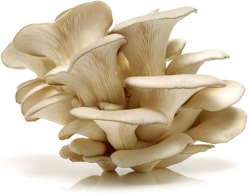 Dry oyster mushroom, Shelf Life : 3-7days