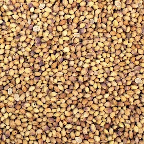 Natural Dried Coriander Seeds, Purity : 100%
