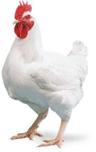 Broiler Chickens, for Cooking, Hotel, Restaurant