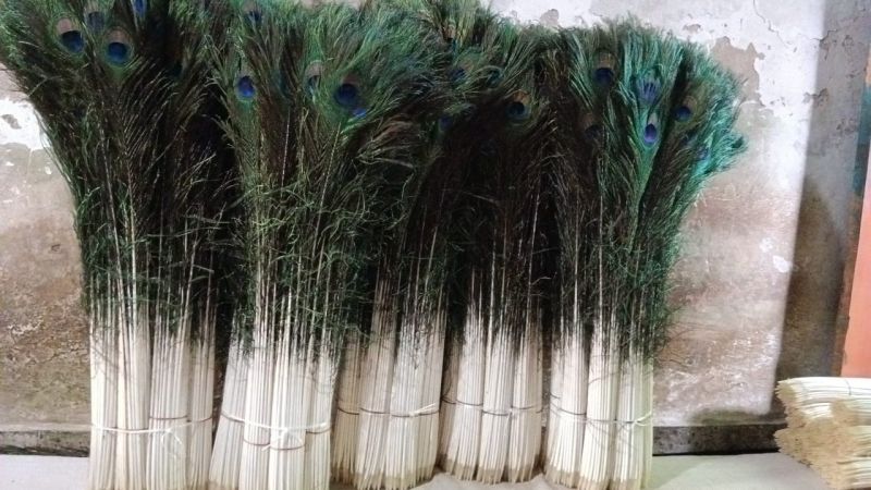 Peacock Feathers