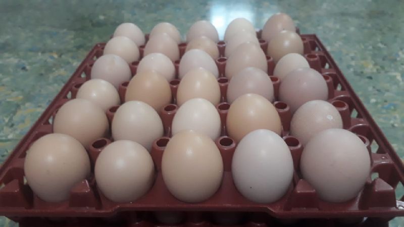 Brown Eggs, Style : Fresh